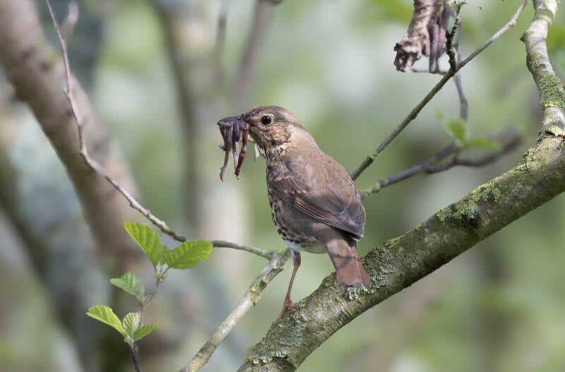 97-zanglijster-bos-vogels-natuur-standard.jpg