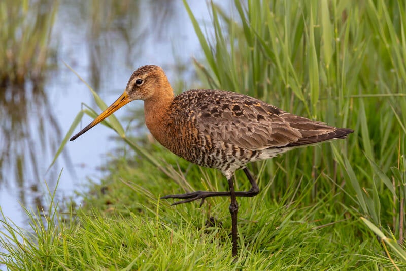 98-grutto-watervogel-natuur-vogels-standard.jpg