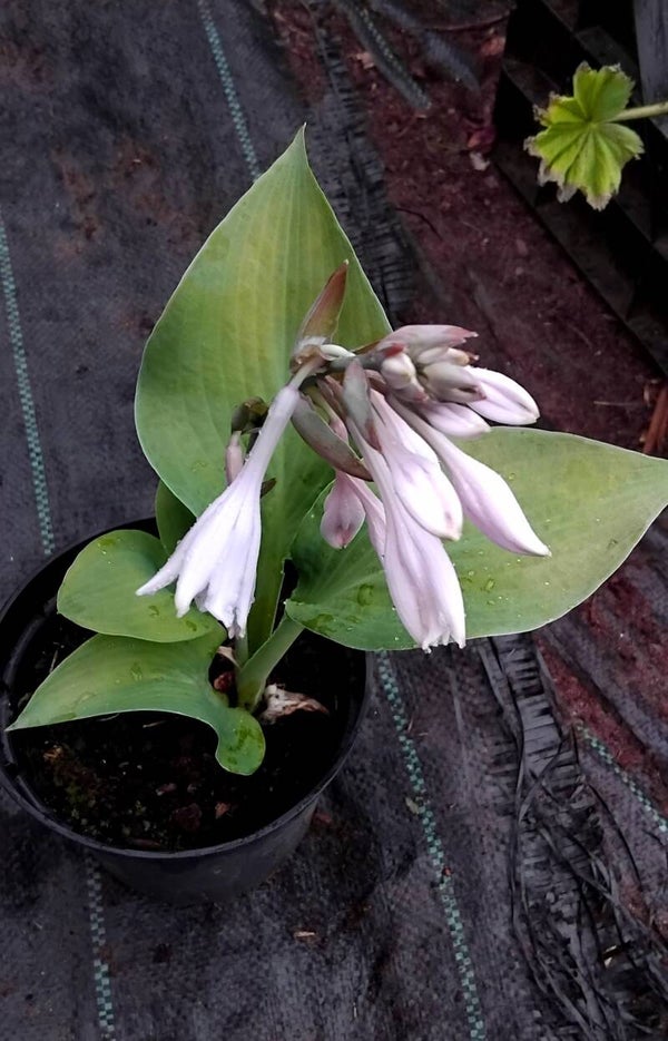Hosta - August Lily 1litre hardy perennials