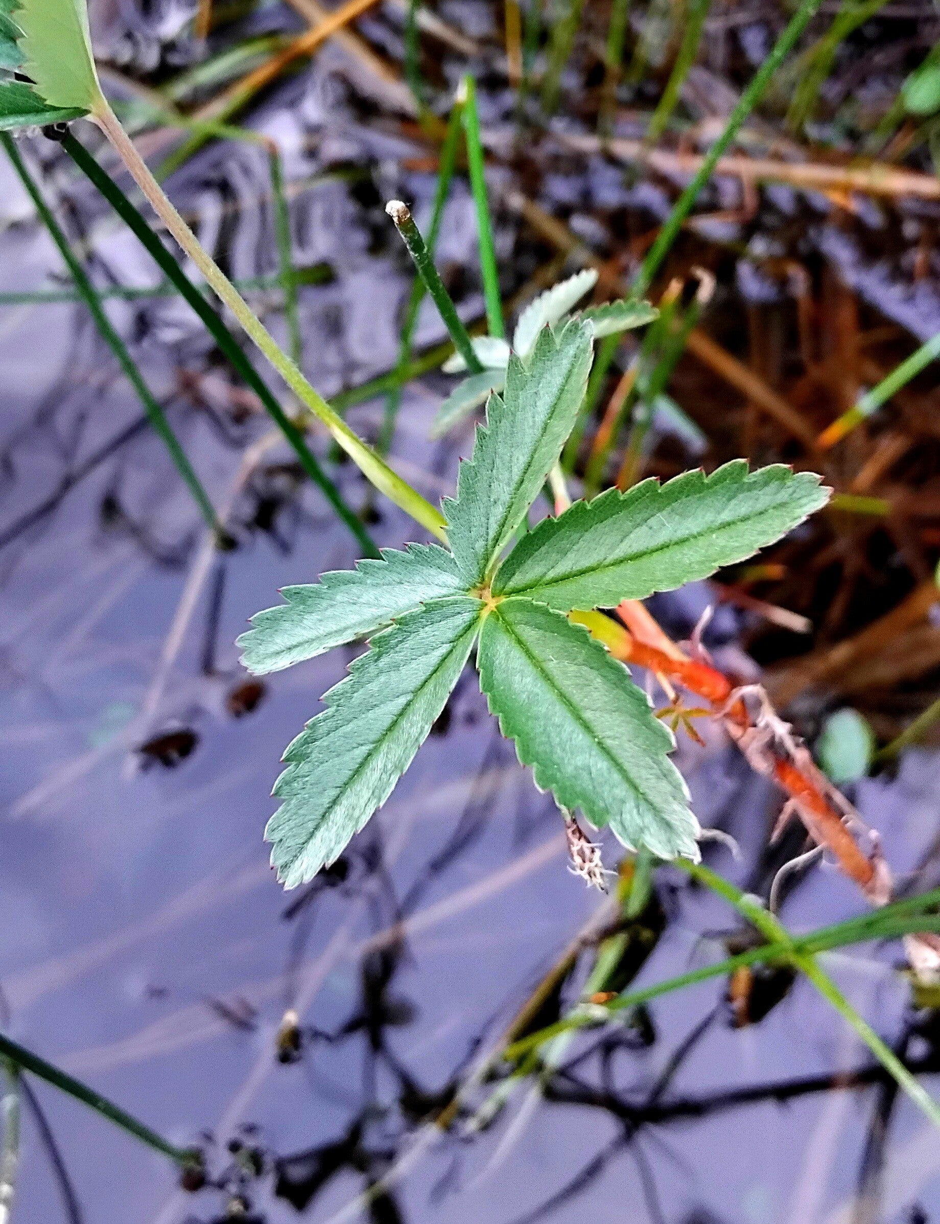 10x marsh cinquefoil, rooted cuttings