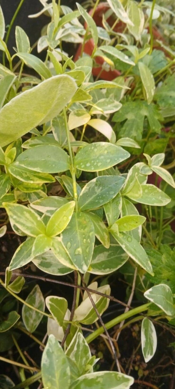 4x vinca - master variegata perennial plants (purple)