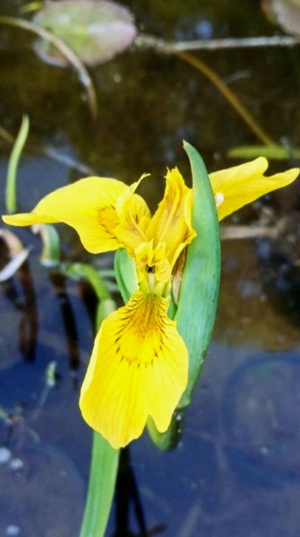 80x yellow flag iris cuttings bare root