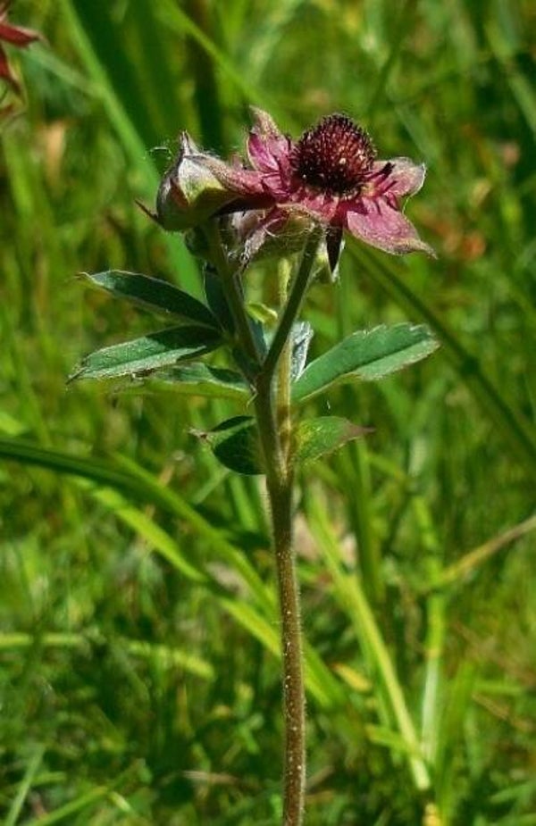 10x marsh cinquefoil, rooted cuttings