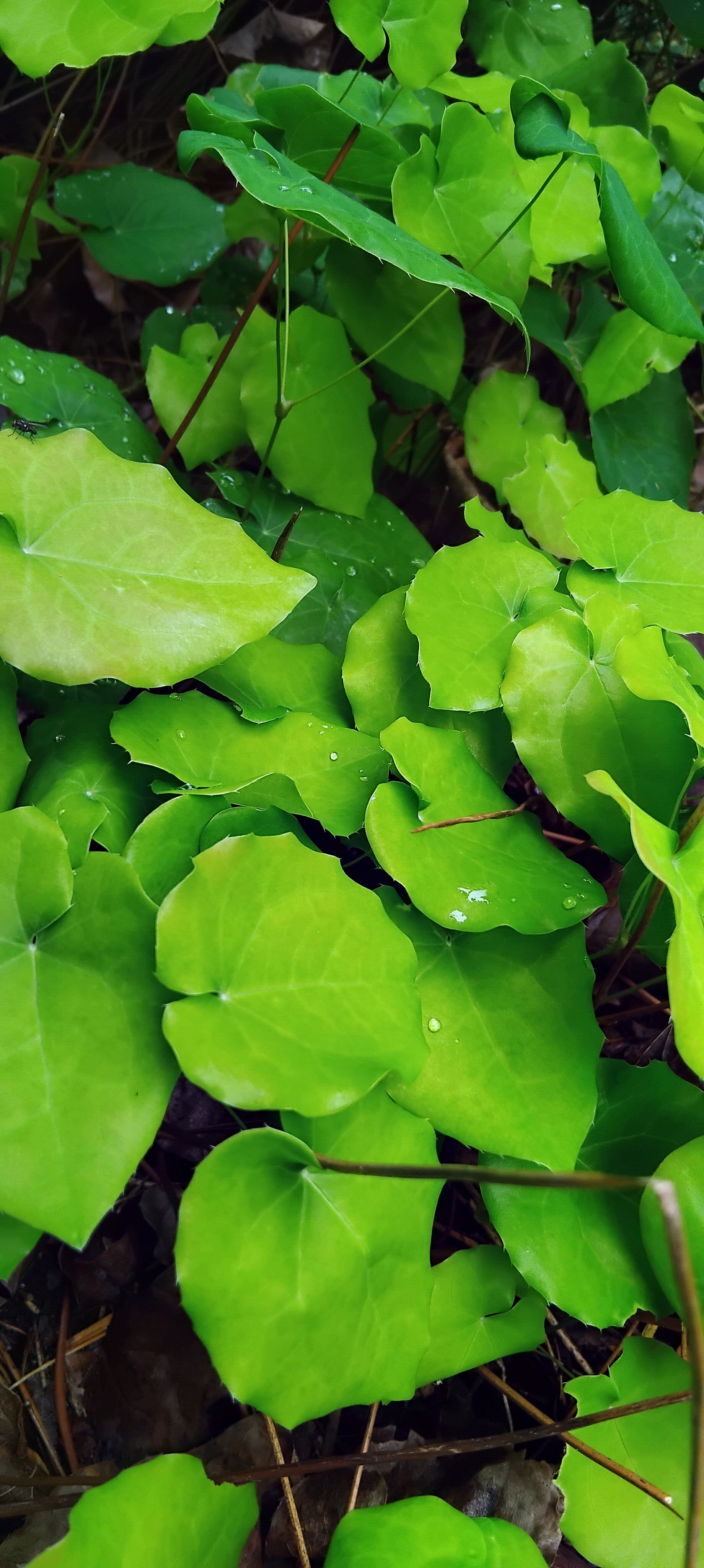 Epimedium - perralchicum - rubrum 1litre