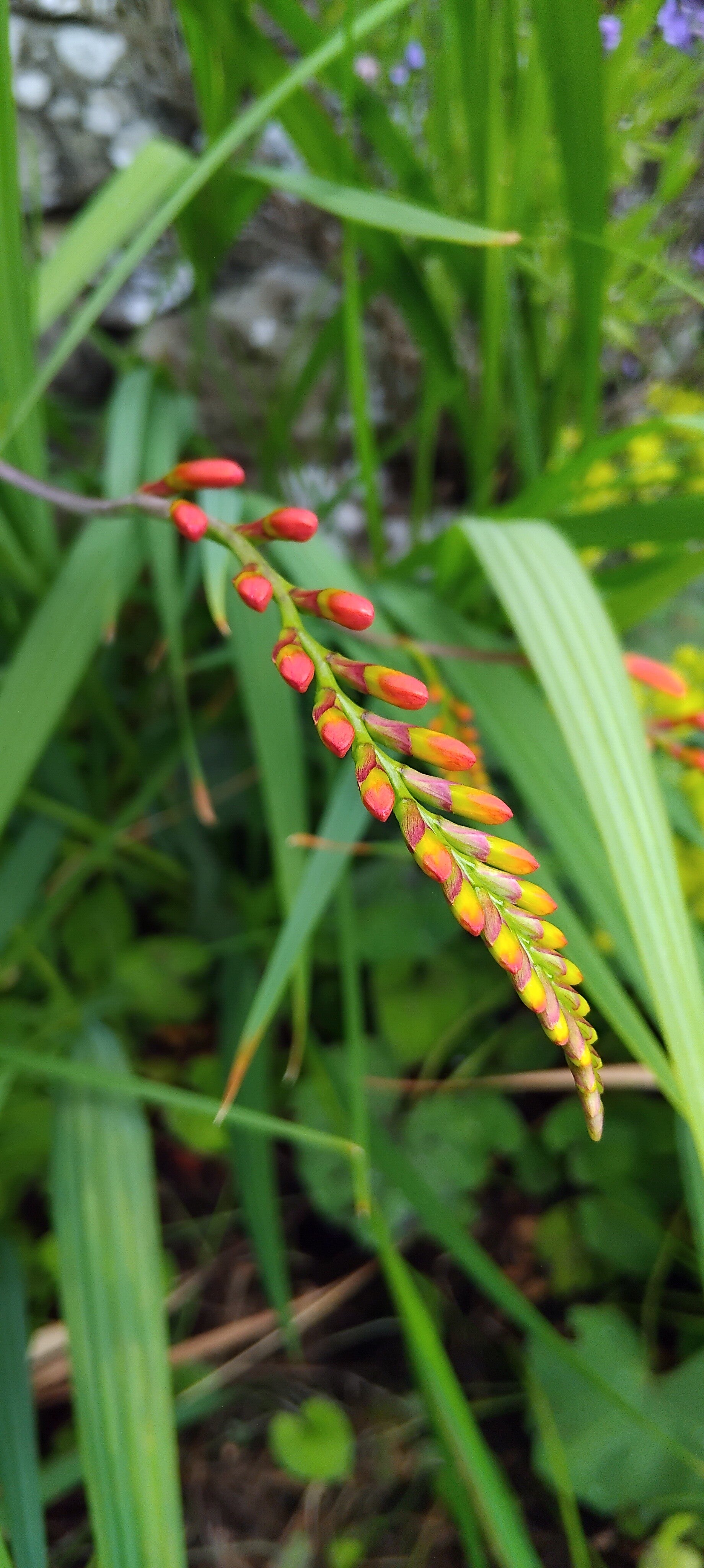 20x large red crocosmia bulbs