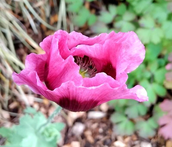 1000x Mixed poppy seeds - Papaver Somniferum