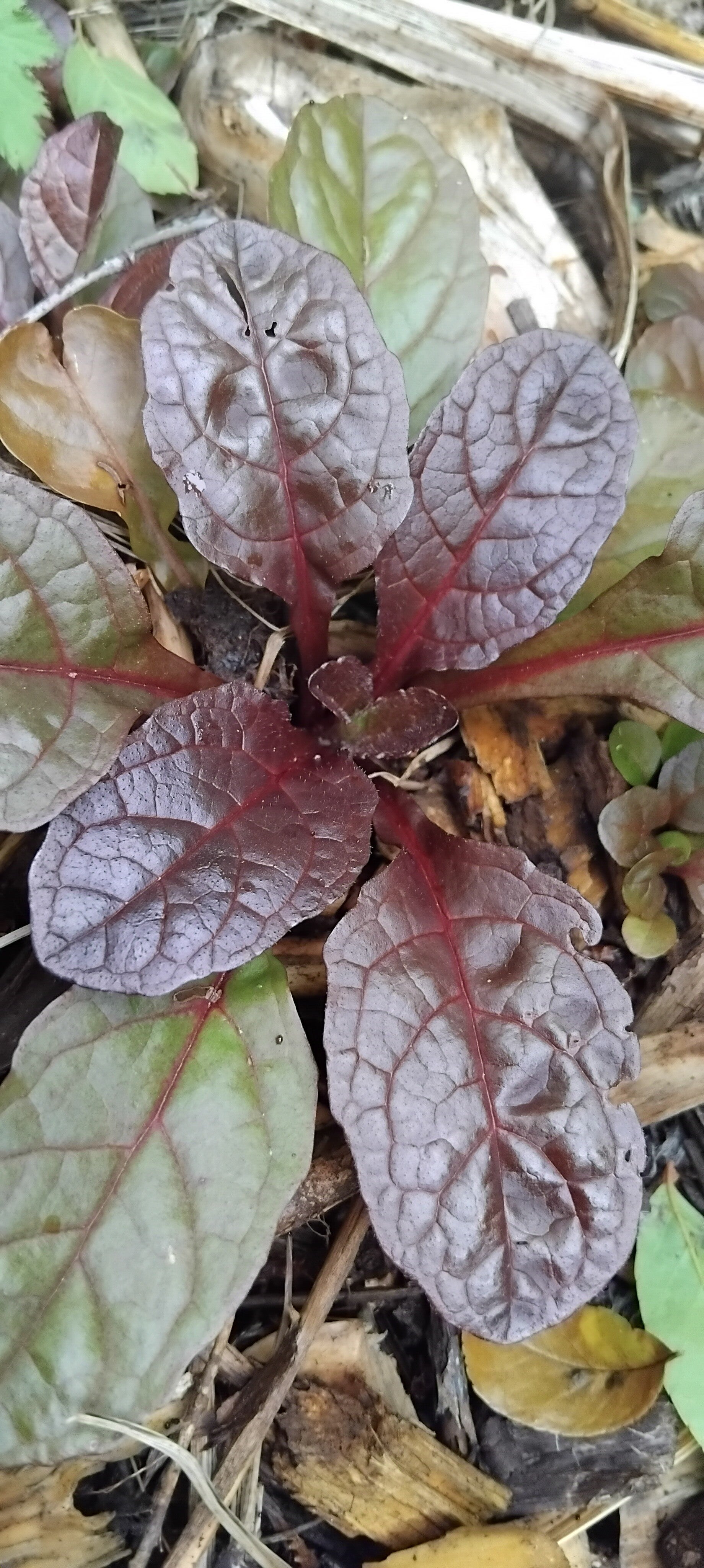 10x Ajuga reptans - bugleweed - bare root - ground cover