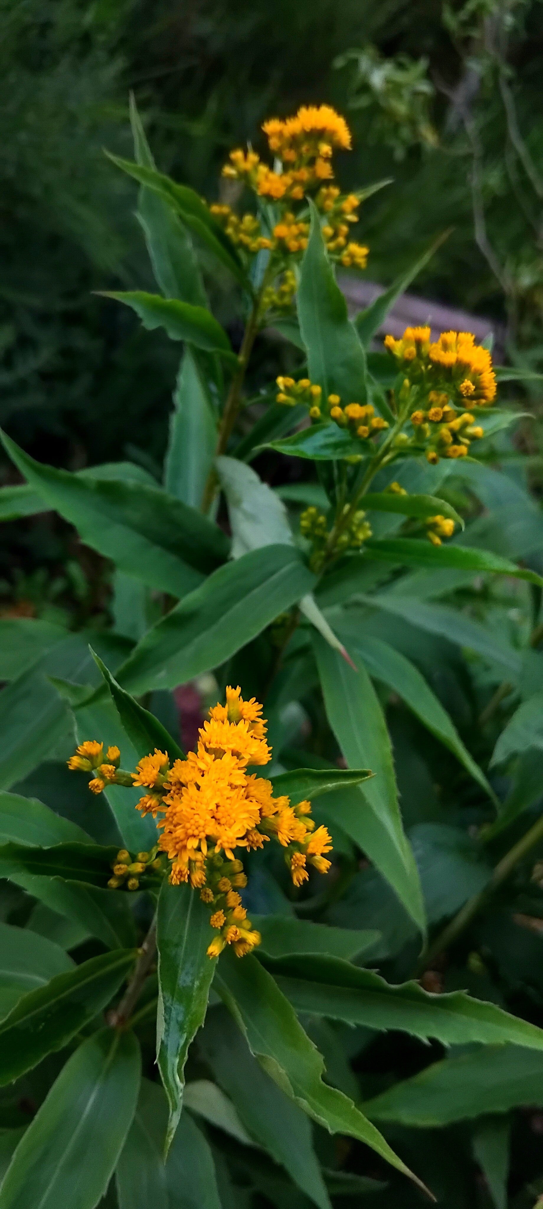 5x Solidago - golden rod bare root cuttings