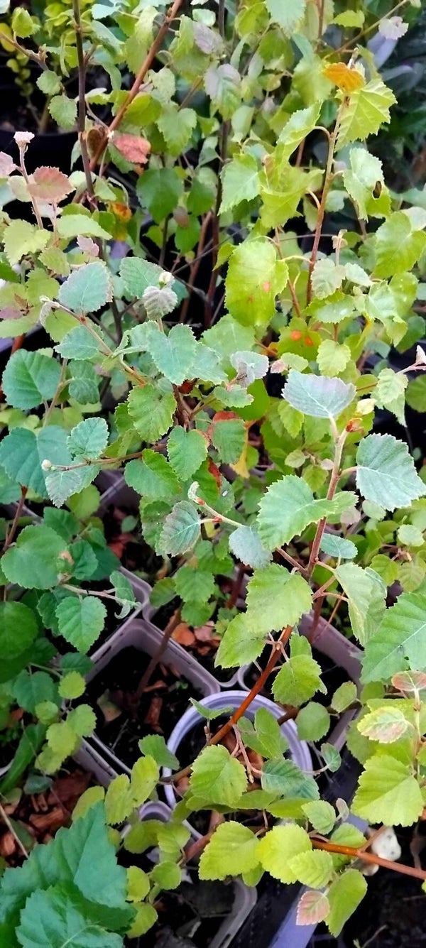 Silver birch trees 2ft tall