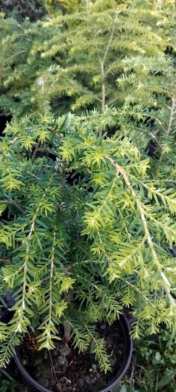 Northern hemlock pine trees - 2 litre