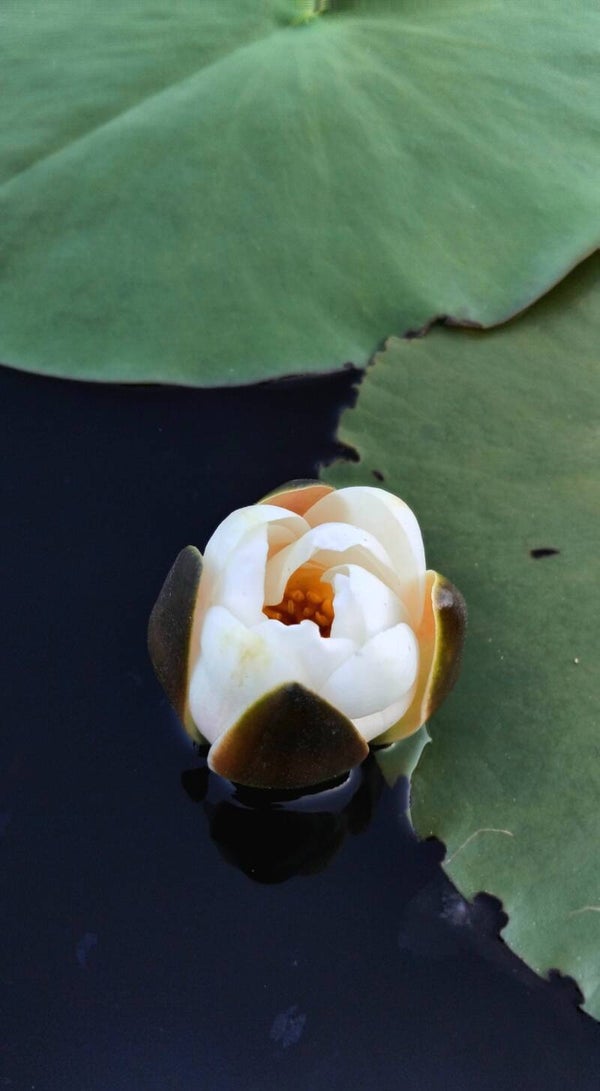 1x white pond lilly, water lilly Nymphaea Alba