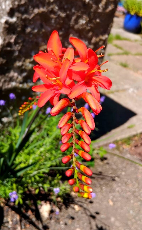 20x large red crocosmia bulbs (lucifer)