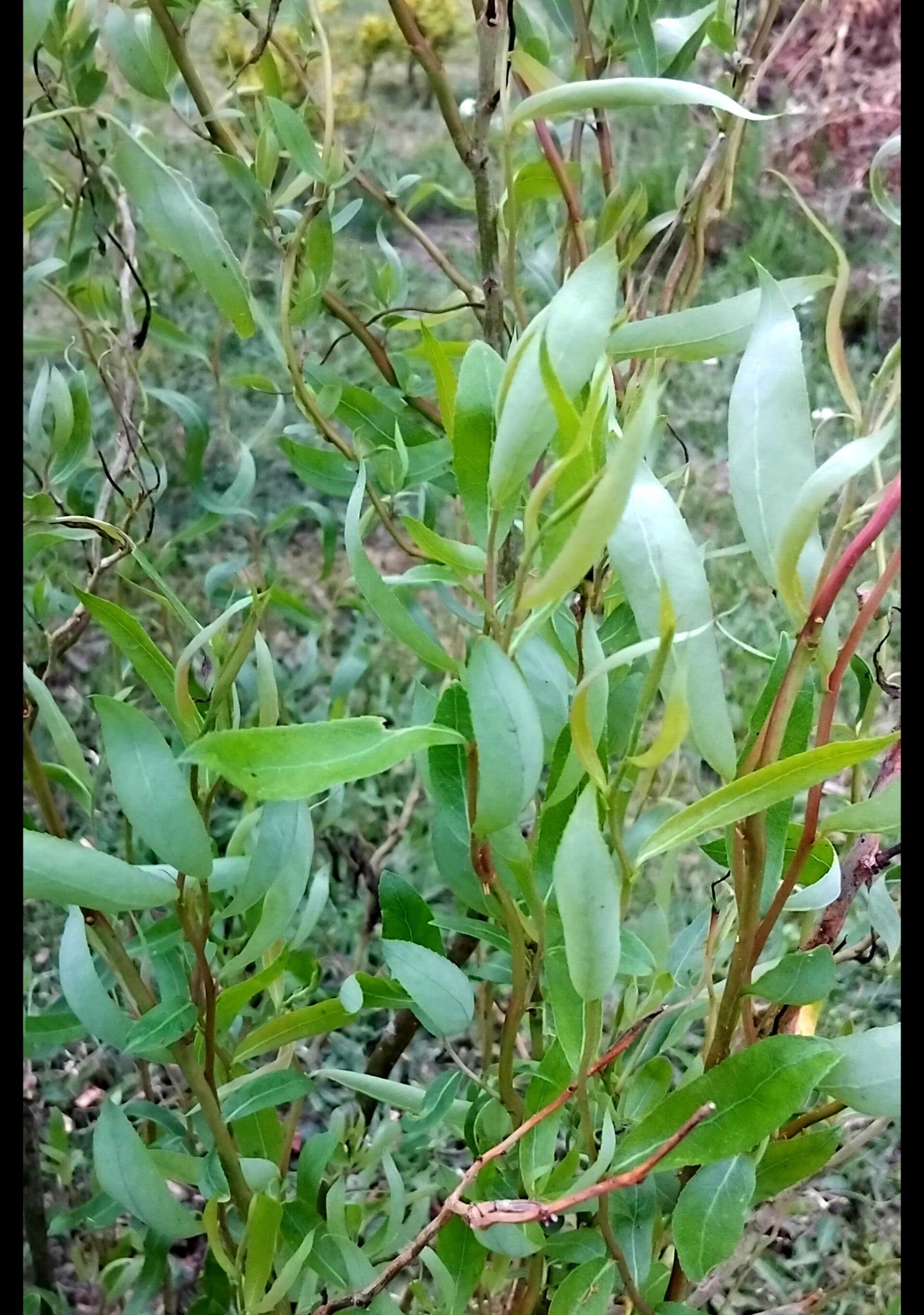 20 x Contorted willow cuttings -salix matsudana (unrooted)