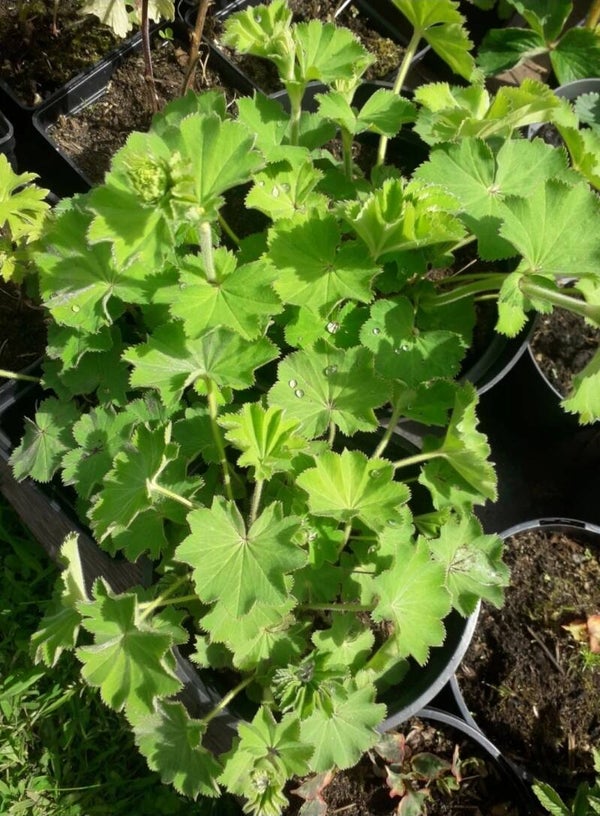 2x ladys mantle perennials 1litre