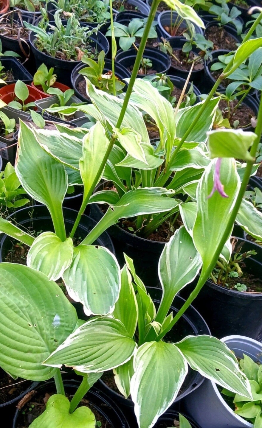 Hosta - Undulata Albomarginata plants 1litre rootball