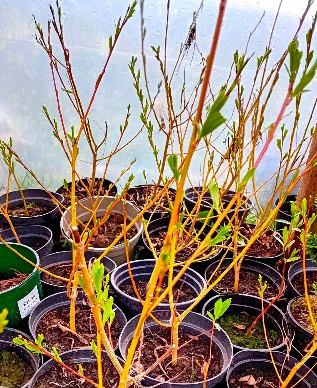 10x flame willow cuttings - salix