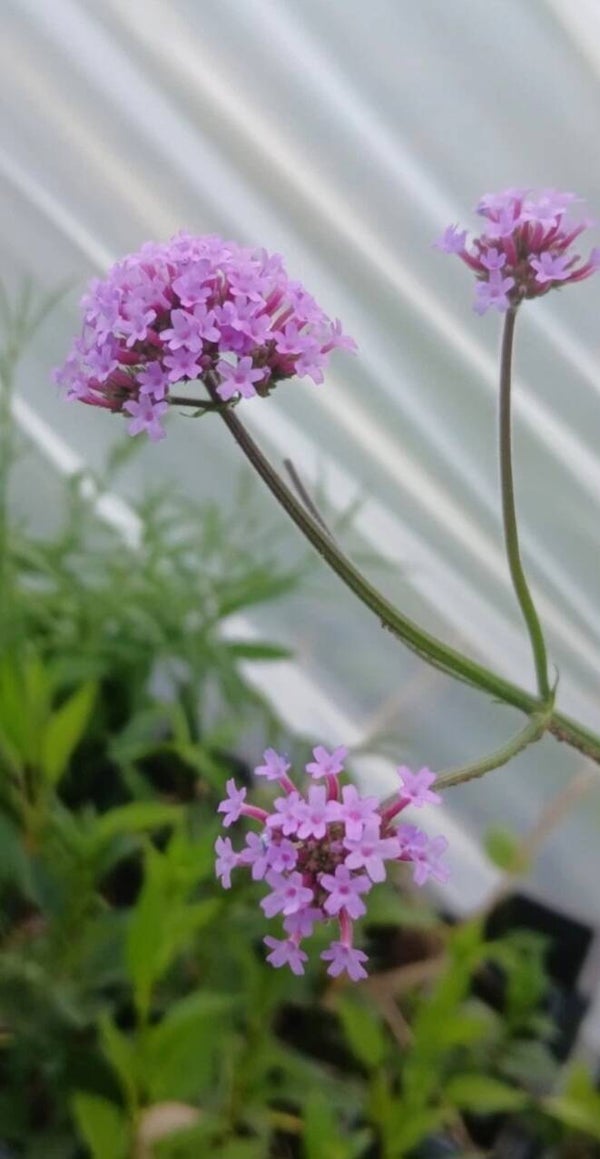 4x Purple Verbena bonariensis perennials 0.5ltr rootball