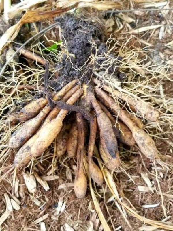 10x Hemerocallis fulva tubers (red)
