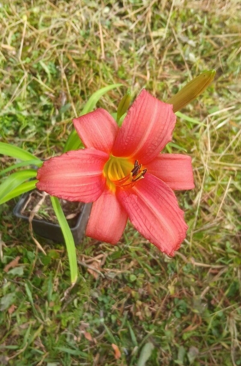10x Hemerocallis fulva tubers (red)