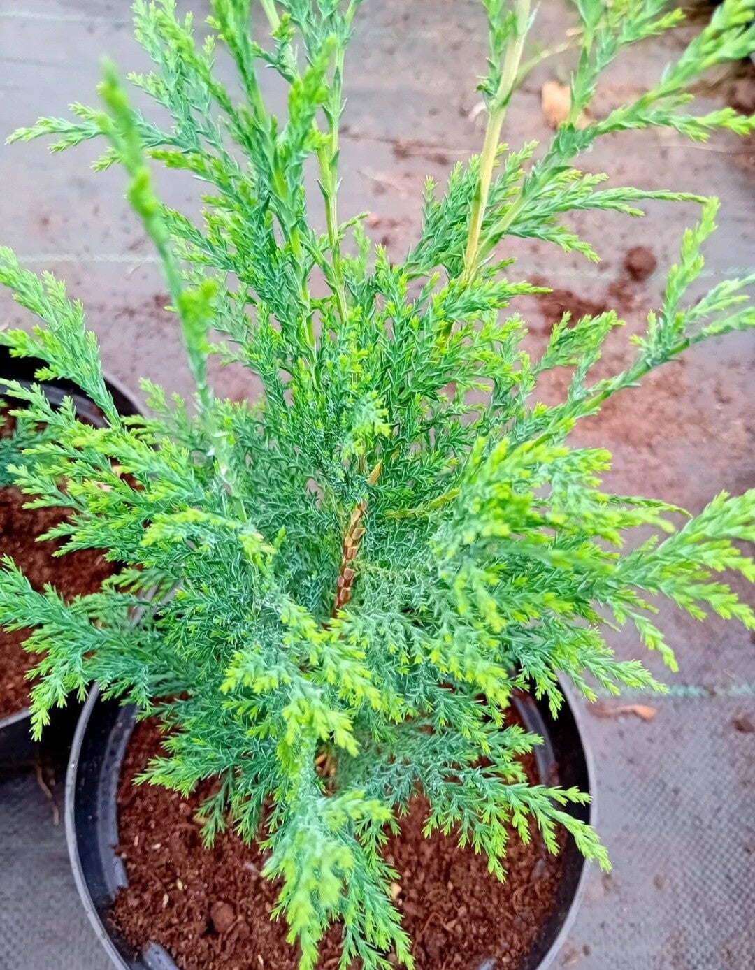 100x leylandii tree seeds