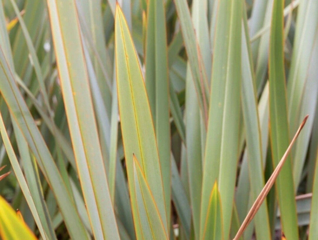 35x New Zealand flax sprigs (leaves) florestry, cut fresh