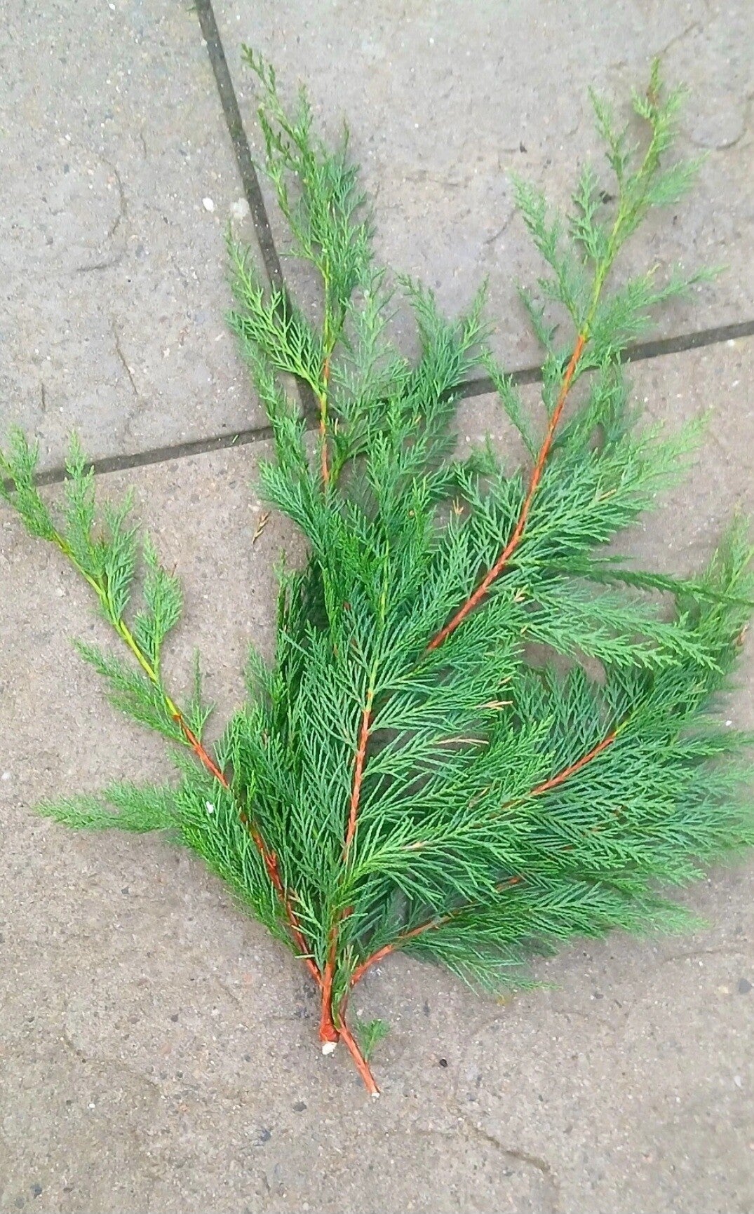 20x leylandi conifer sprigs, cut fresh! 1ft long