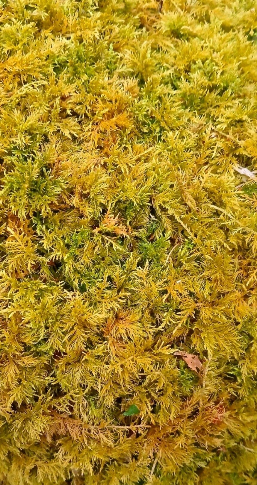 Tamarisk woodland moss, live! freshly selected.