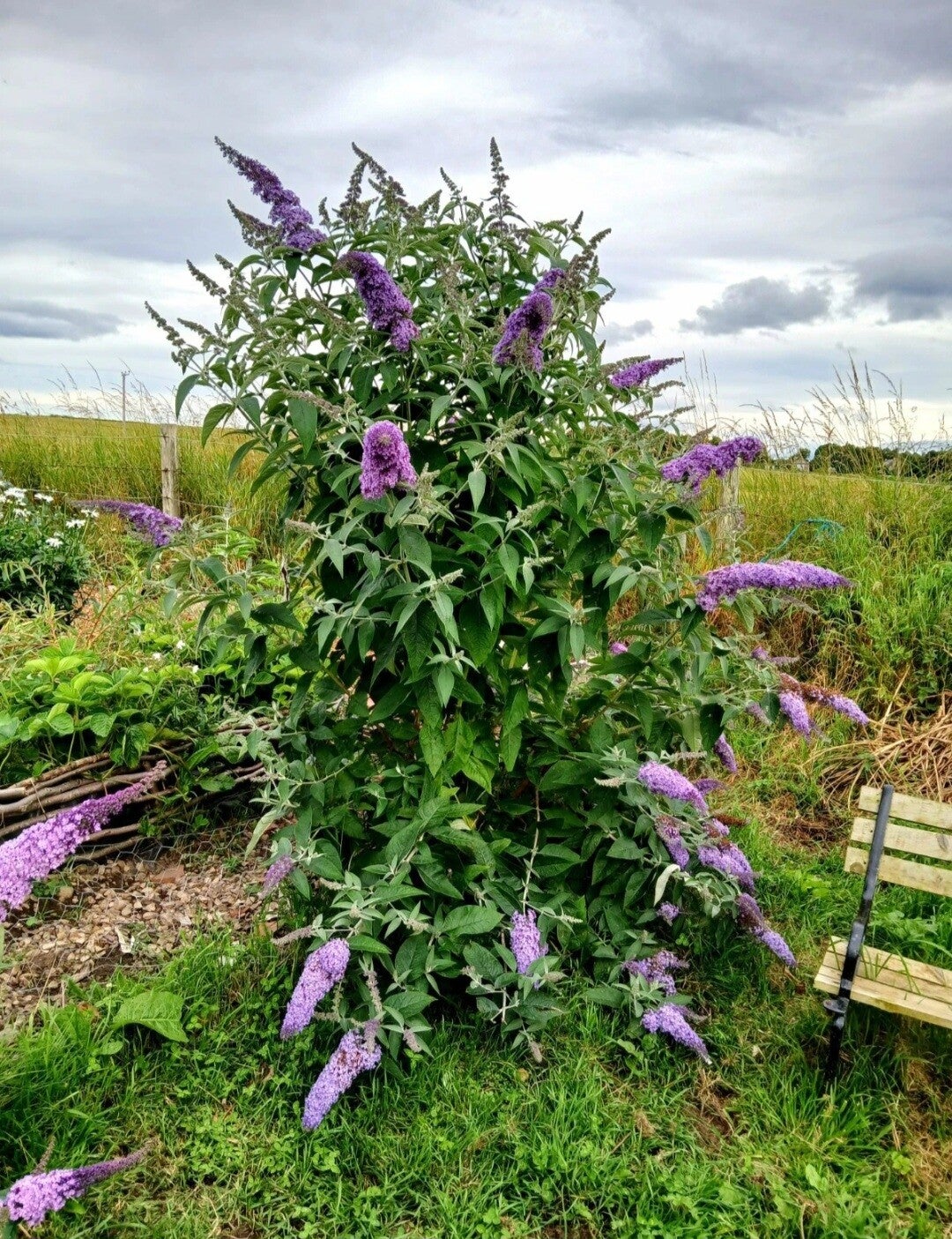 10x purple buddleia cuttings (unrooted)