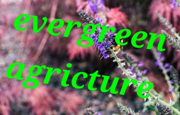 High quality bumblebee on a purple flower template