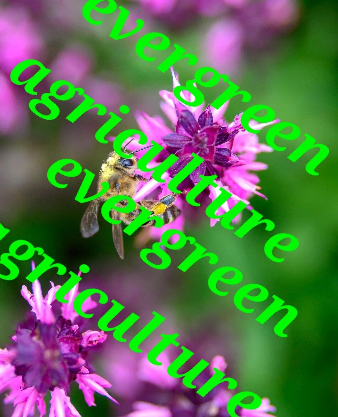 High quality bright purple perennial flower/wasp template
