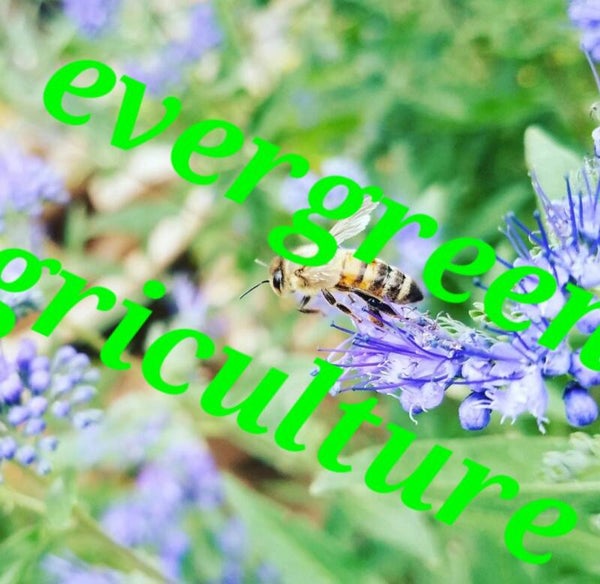 High quality blue Perennial flower/wasp template