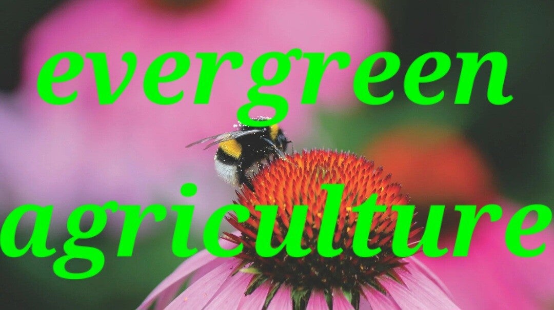 High quality bumblebee 🐝 on a beautiful pink flower template