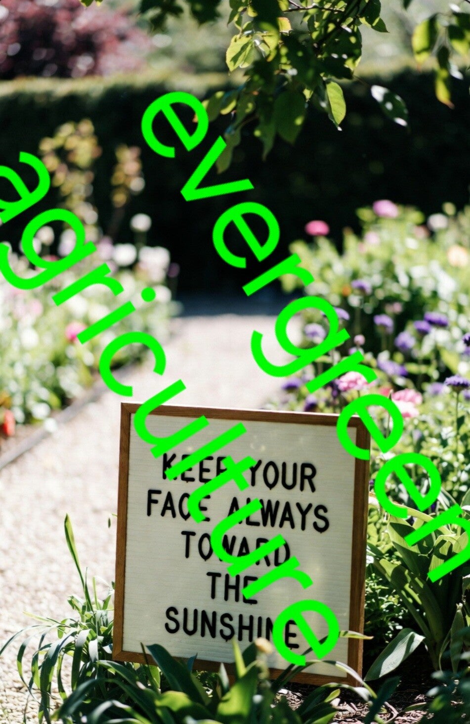 Keep your face always toward the sun