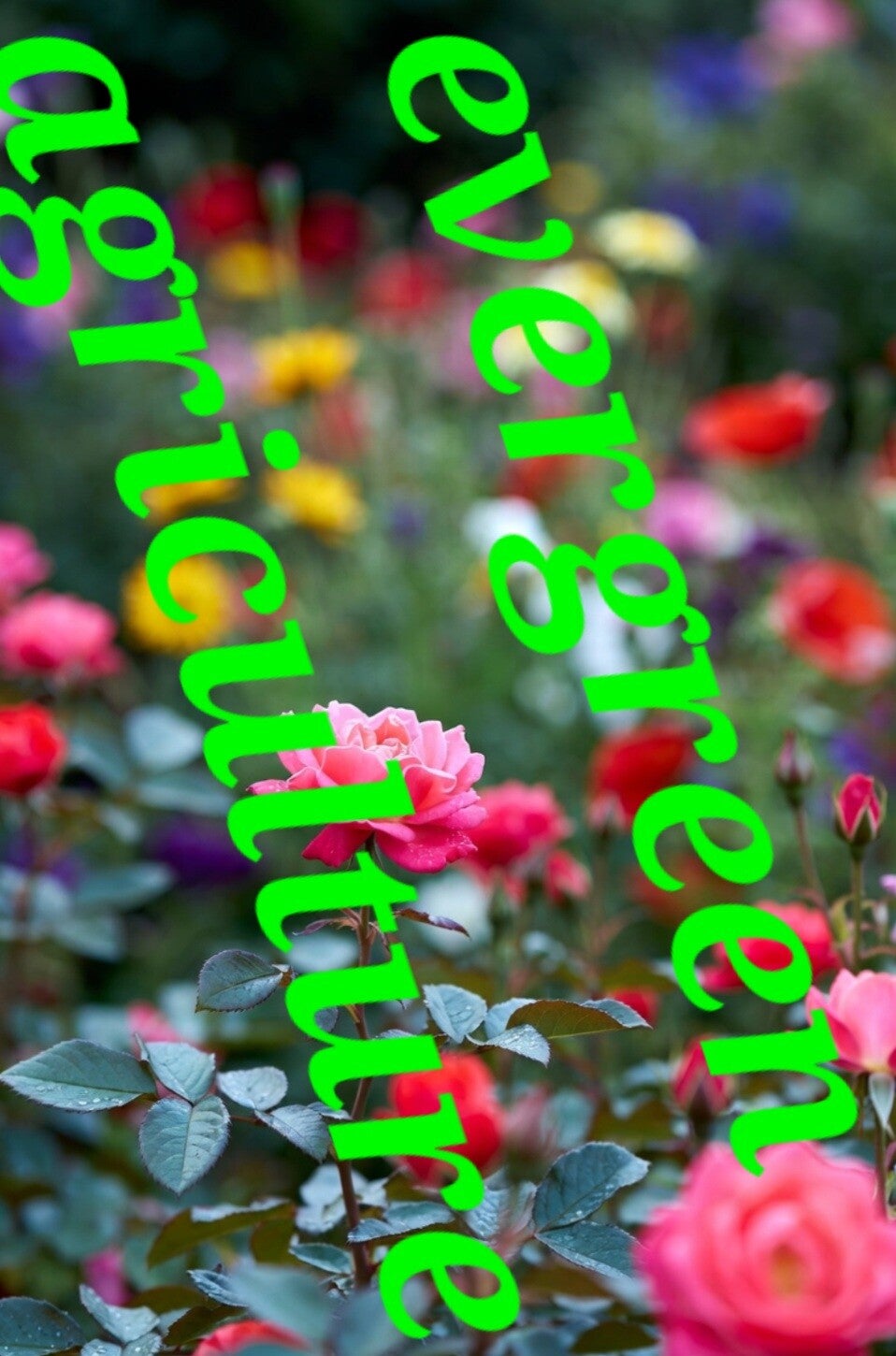 Perennial flower template