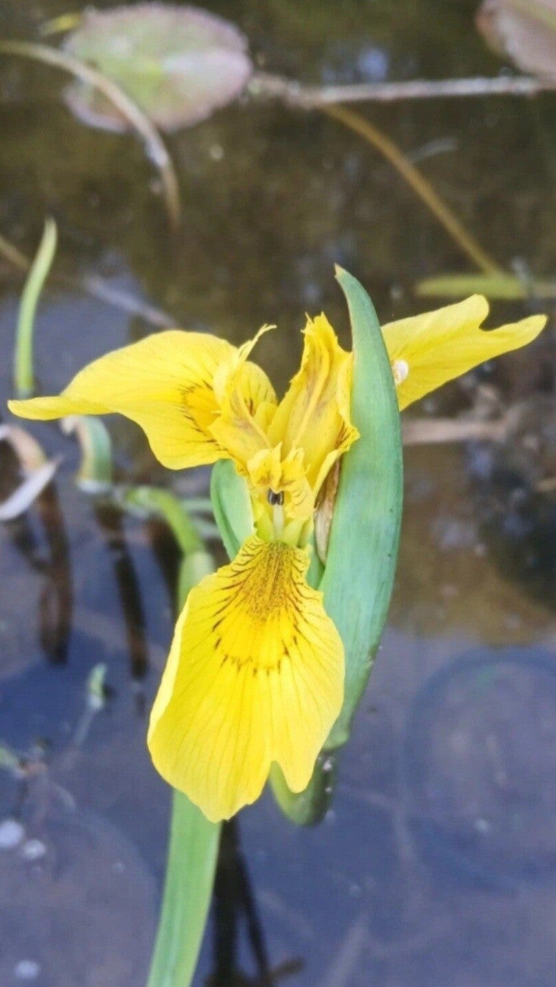 20x yellow flag iris, pond iris