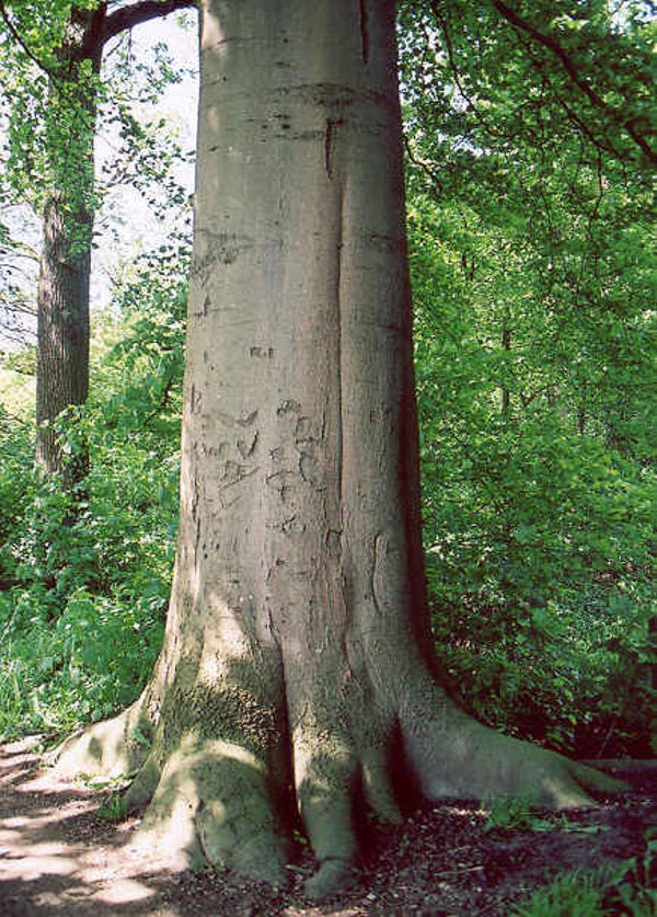 Plant in de kijker beuk 14/04/2027