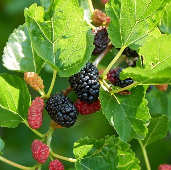 Plant in de kijker moerbei 14/10