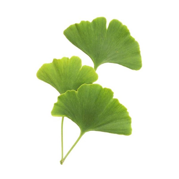 Masterclass  natuurlijke remedies Brainfog - chemobrain - hersenmist 12/11