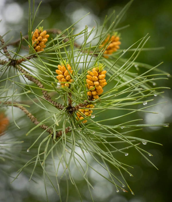 Masterclass planten met anti-bacteriële werking 25/02/2027-04/03/2027