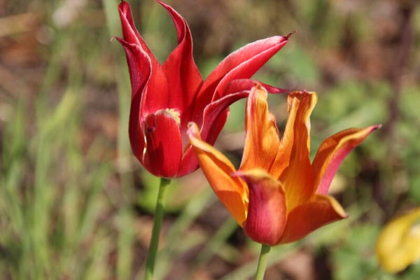 webinar natuurlijke remedies veilig als ondersteuning reguliere behandeling kanker 09/11/2026