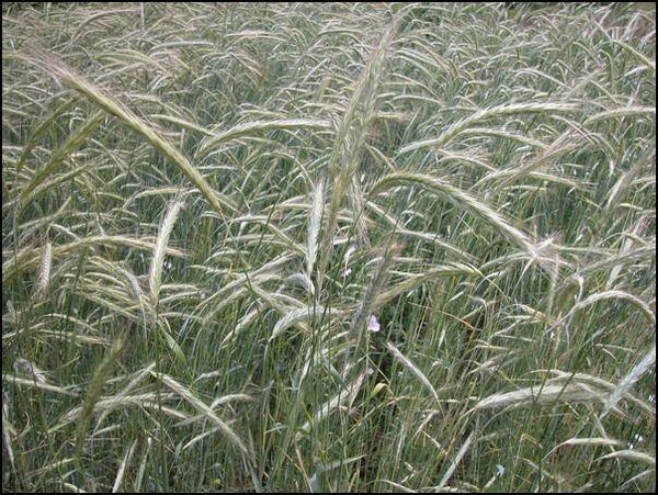plant in de kijker rogge 22/09/2027
