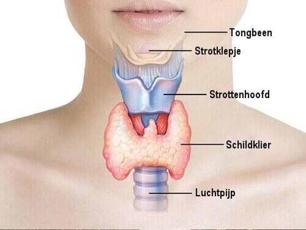 online dagseminarie schildklier holistische benadering