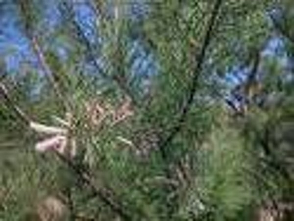plant in de kijker franse tamarisk 20/10/2027
