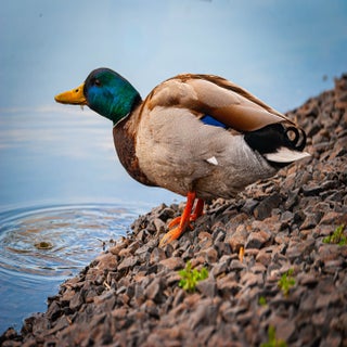raw-x101-dxo_deepprime-3-standard-wrwpbz.jpg