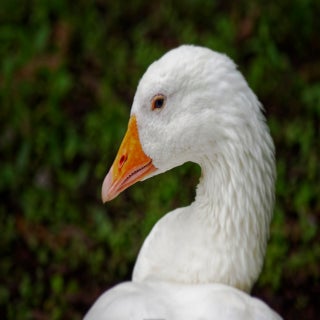 raw-x258-dxo_deepprime-3_dxo-standard.jpg