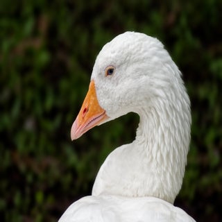 raw-x258_dxo-standard.jpg