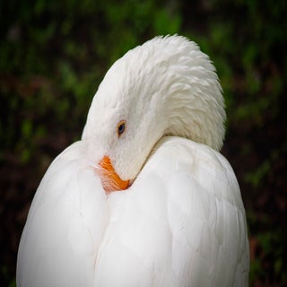 raw-x259-dxo_deepprime-3-standard.jpg