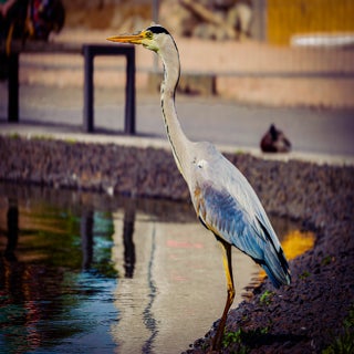 raw-x97-dxo_deepprime-3-standard.jpg