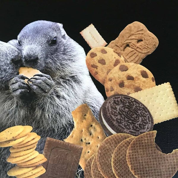 Cookie monster 20x20x1cm