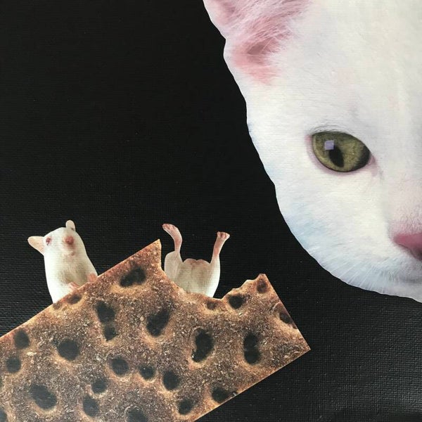 Crispy cracker cat snack 20x20x1 cm
